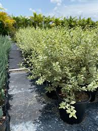 Image result for Ligustrum sinense