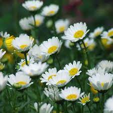 Chrysanthemum Extract Powder Long Revered By Traditional Chinese Medicine Tcm Chrysanthemum Flower Ju H Chrysanthemum Flower Chrysanthemum Herbal Tonic