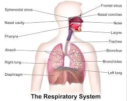 Image of respiratory system diagram