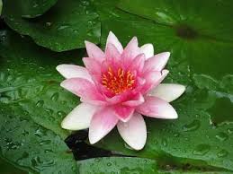 With no compost or peat moss, it's the perfect choice for growing beautiful water lilies. Water Lily Lovetoknow