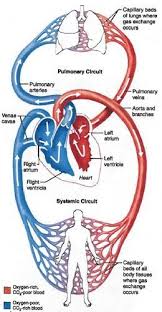 Pin On Nursing Cardiovascular System