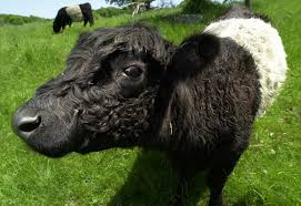 Farm needs help to feed its growing herd year-round