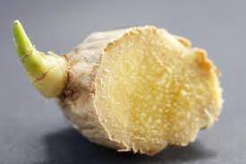 Shake off loose soil and then rinse roots with a strong spray of water. How To Grow Ginger Indoors Growing Ginger Root At Home