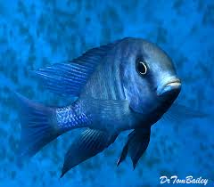 They reach up to about 10 inches (25 cm) in length, and sometimes grow a bit bigger… Premium Lake Malawi Blue Dolphin Hap Cyrtocara Moorii