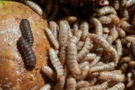 Free pdf, epub ebook download. Budidaya Maggot Bsf For Android Apk Download