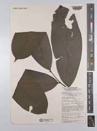 Image result for Annickia