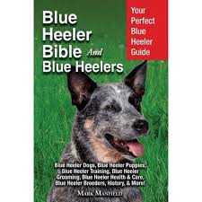 Akc registered australian cattle dogs (red/blue heelers). Blue Heeler Bible And Blue Heelers Your Perfect Blue Heeler Guide Blue Heeler Dogs Blue Heeler