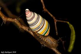 Image result for Polymixis polymita