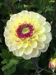 Dahlia Cherish Dahlia Plants