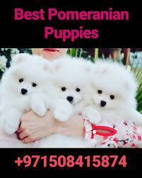 Maybe you would like to learn more about one of these? Pomeranian Breeder Dubai Home Facebook