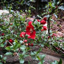 Image result for Chaenomeles japonica