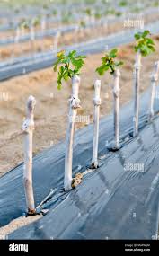 Image result for grapevine cuttings