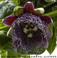 Image result for Passiflora quadrangularis