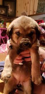 I'm trying to find homes for two rottweiler mix puppies i have. Pin On Puppies For Sale