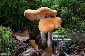 Image result for Hydnum repandum