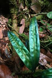 Image result for Mapania