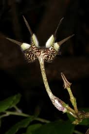 Image result for Ceropegia filipendula