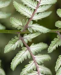 Image result for Athyrium newtonii