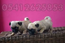 Pug Yavru Ilanlari Pug Yavru Pug Kopek