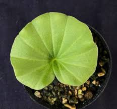 Image result for Nervilia crociformis