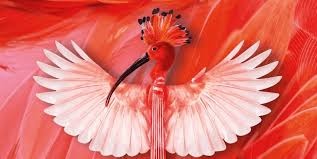 Réécoutez les programmes de la radio en replay. Du 14 Septembre Au 12 Octobre Le Festival Des Internationales De La Guitare Sud De France Resonnera Dans Toute L Occitanie Le Journal Catalan