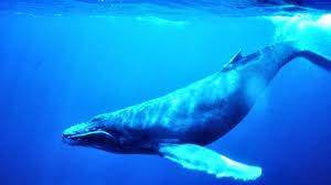 Known as ʻilio holo i ka uaua in hawaiian which means dog that runs in rough water, the hawaiian monk seals are an endangered species and are endemic to the hawaiian islands. Wildlife In Hawaii Types Of Hawaiian Animals Az Animals