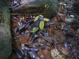 Image result for Brachystegia taxifolia