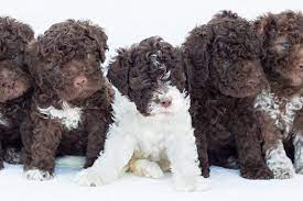 Perfetto Lagotto Has Lagotto Romagnolo Puppies For Sale In Holtwood Pa On Akc Pu Hypoallergenic Dog Breed Labradoodle Puppies For Sale Lagotto Romagnolo Puppy