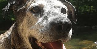 The most common signs include a decreased appetite, vomiting, weight loss, weakness and lethargy. 45 Of Elderly Dogs Develop Cancer 9 Signs To Detect It