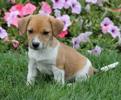 The beagle lab mix, better known as the beagador can take after either of its parental breeds. Beagle Mix Puppies Near Me Petsidi