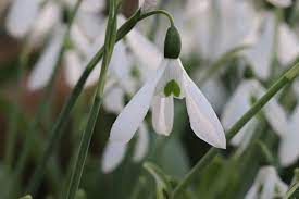 Common Snowdrop Galanthus Nivalis Plants Kew