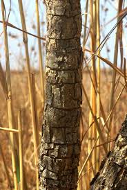 Image result for Steganotaenia