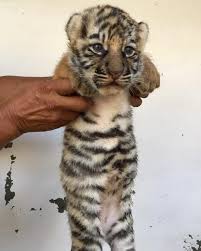 Bengal tiger cubs Location: Karachi - Exotic Pets - Pakistan ...