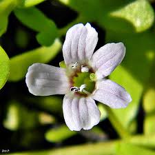 Image result for Hyparrhenia madaropoda
