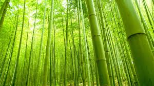 Image result for bamboo