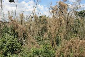 Image result for Lepidotrichilia volkensii