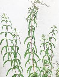 Image result for Aloysia citrodora