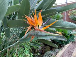 Downtown, cleveland, ohio, united states. Rockefeller Park Greenhouse Cleveland 2021 All You Need To Know Before You Go With Photos Tripadvisor