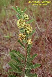 Image result for Cryptolepis obtusa