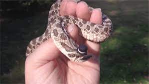 Snakes Wearing Hats Gahh This Is So Adorable Schlangen Bartagame Susse Tiere