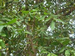 Asia pacific medicinal plant database. Spiritual Trees Herbs Swarna Prashana