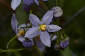 Image result for Solanum seaforthianum