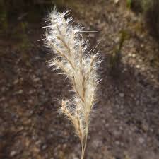 Image result for Bothriochloa