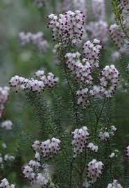 Image result for Erica whyteana