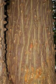 Image result for Erythrina livingstoniana