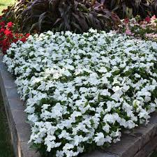 Vinca is a classic — for good reason! Titan Pure White Vinca