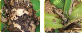 The potato aphid is a common brown aphid. Banana Insect And Mite Management Vikaspedia