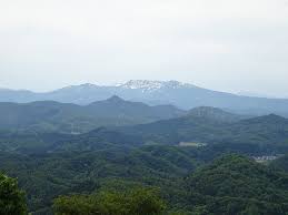 Image result for Riocreuxia chrysochroma