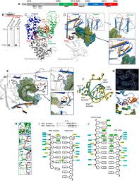 In 1953, james watson and francis crick established the structure of dna. Pol8 Reverse Transcribes Rna And Promotes Rna Templated Dna Repair Science Advances