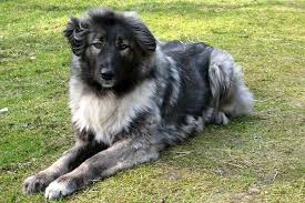 Maybe you would like to learn more about one of these? Ciobanesc Carpatin Romanesc 675 450 Caucasian Shepherd Dog Dogs Dog Names